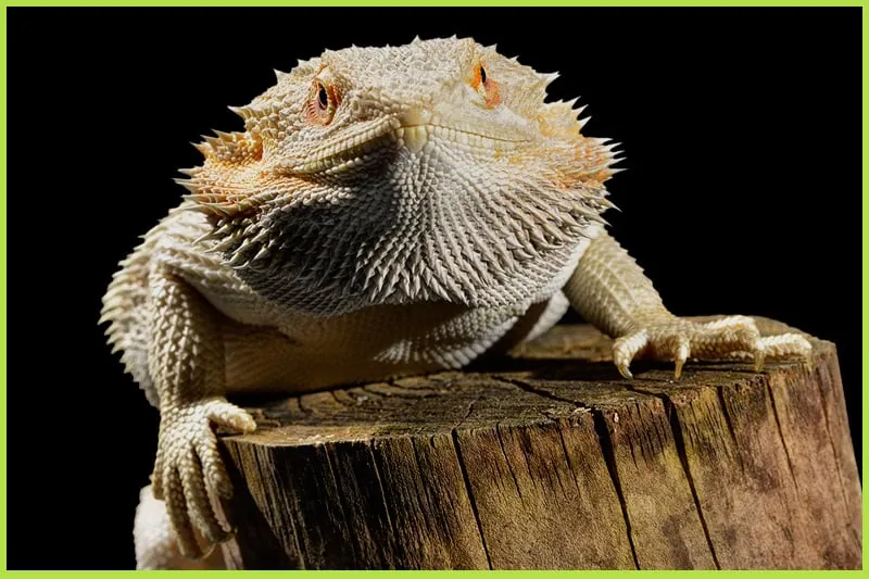 Bearded dragon close-up