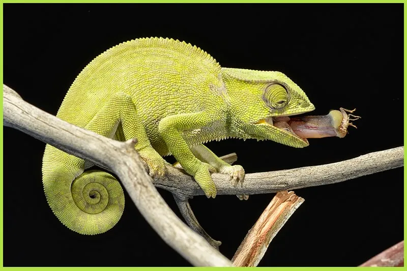 Chameleon on a branch