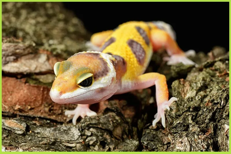 Leopard gecko