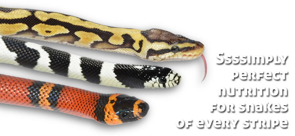 Ball python, king snake and milk snake: Ssssimply perfect nutrition for snakes of every stripe