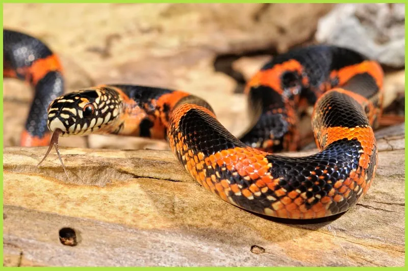 King snake